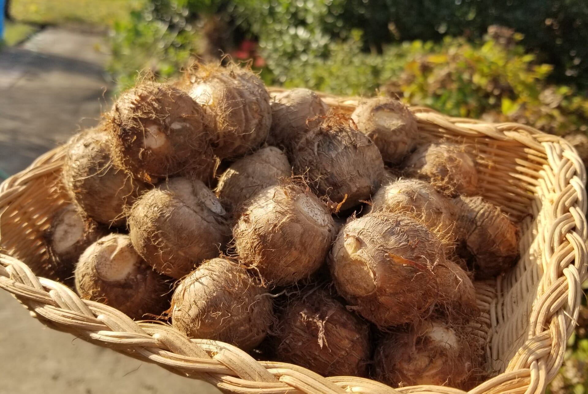 上庄さといも 皮付き 5kg M Ll かとじファーム